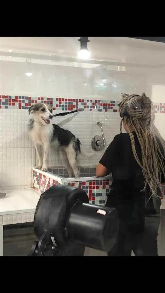 Cachorro ra a SRD idade 7 a 11 meses nome Maya