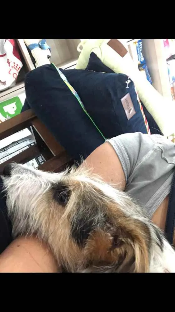 Cachorro ra a SRD idade 7 a 11 meses nome Maya
