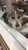 Maya