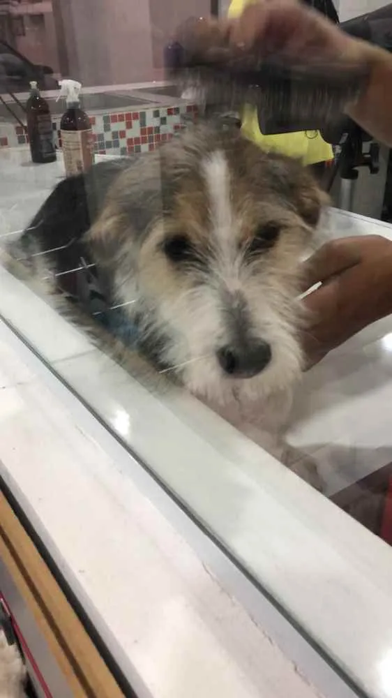 Cachorro ra a SRD idade 7 a 11 meses nome Maya