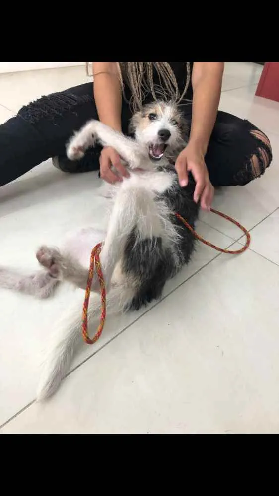 Cachorro ra a SRD idade 7 a 11 meses nome Maya