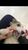 Maya