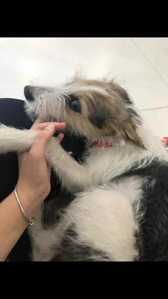 Cachorro ra a SRD idade 7 a 11 meses nome Maya