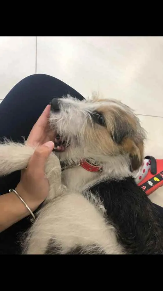 Cachorro ra a SRD idade 7 a 11 meses nome Maya