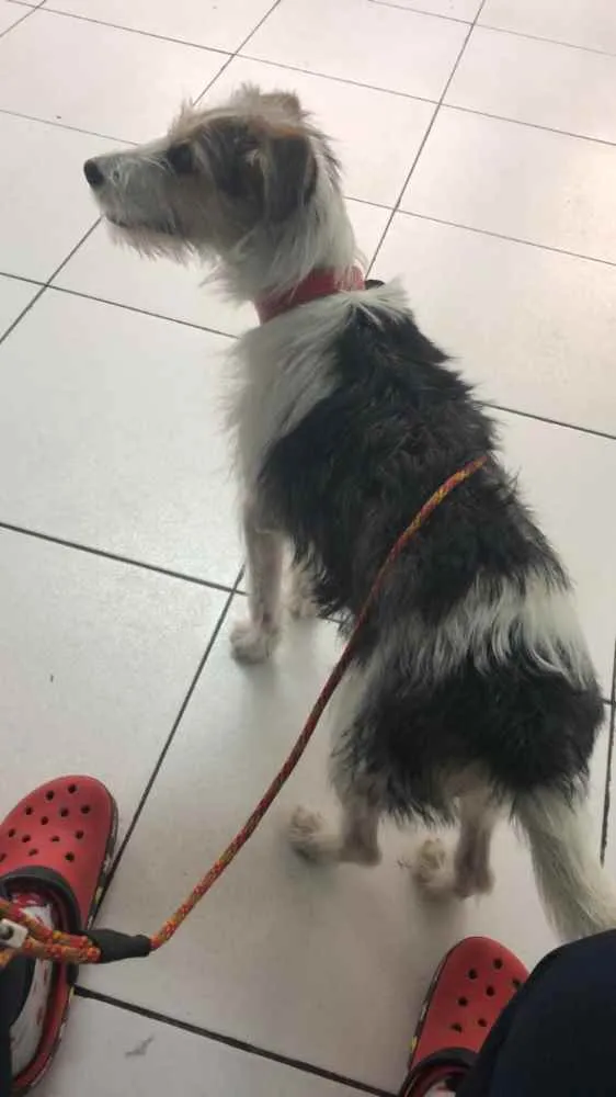 Cachorro ra a SRD idade 7 a 11 meses nome Maya