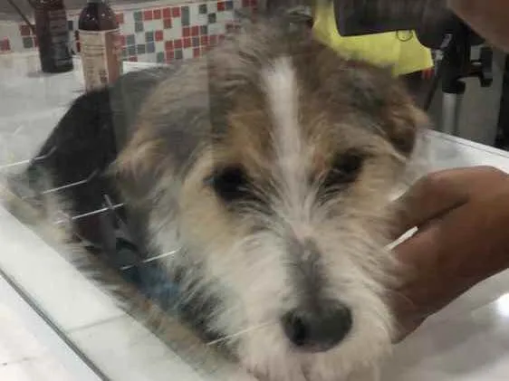 Cachorro ra a SRD idade 7 a 11 meses nome Maya