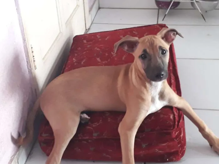 Cachorro ra a SRD idade 3 anos nome Florinda e Dexter 
