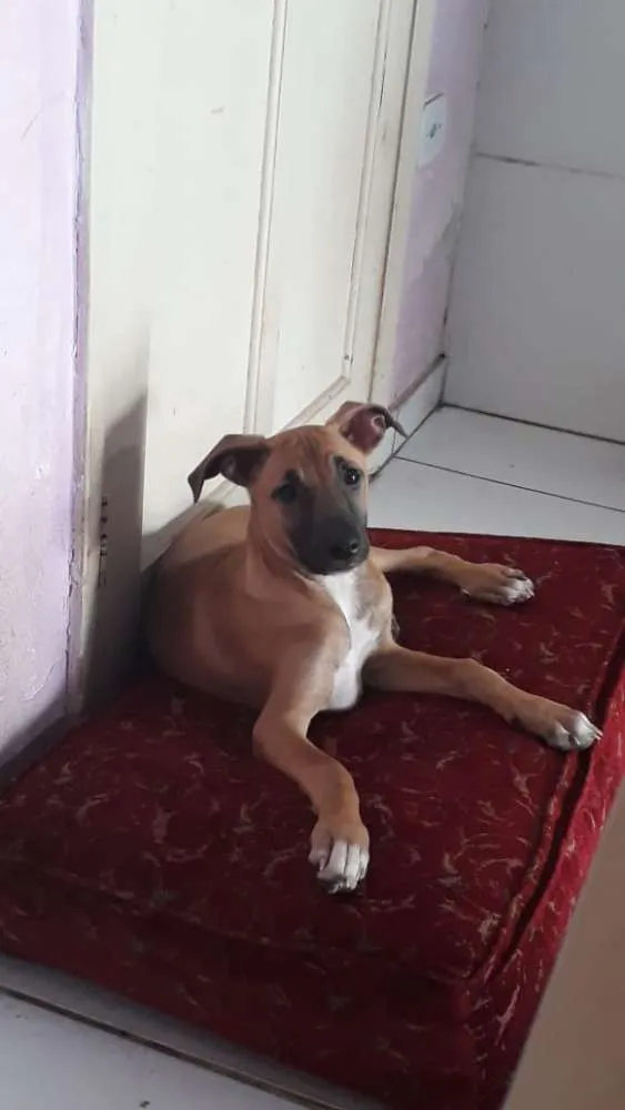 Cachorro ra a SRD idade 3 anos nome Florinda e Dexter 