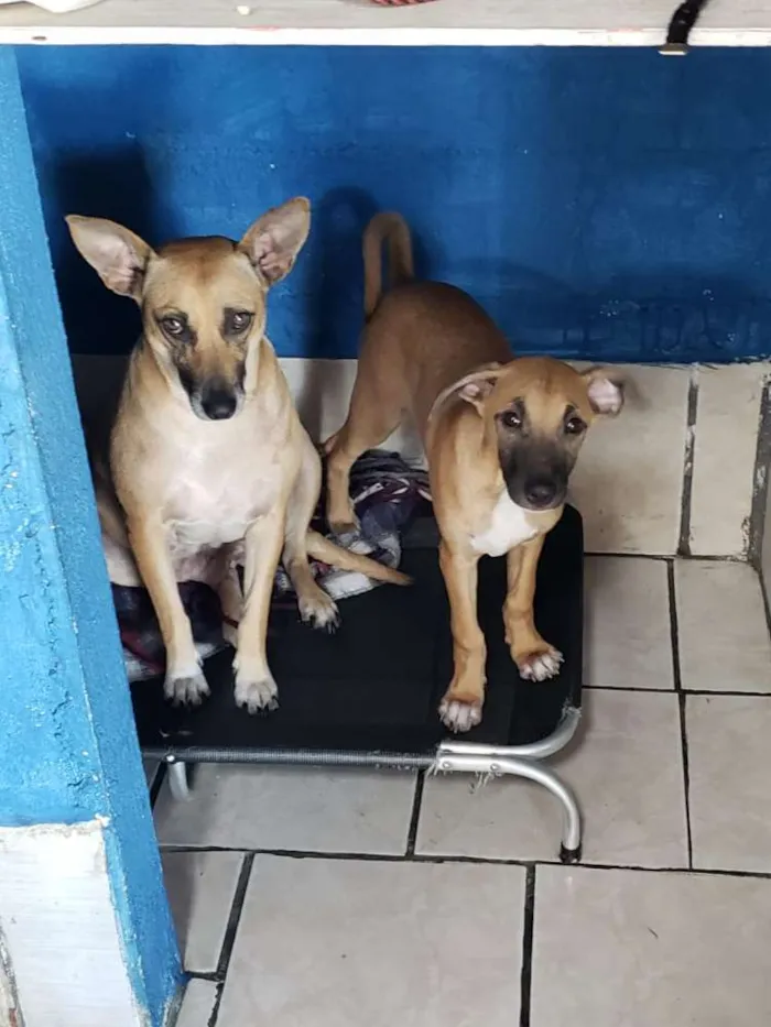 Cachorro ra a SRD idade 3 anos nome Florinda e Dexter 