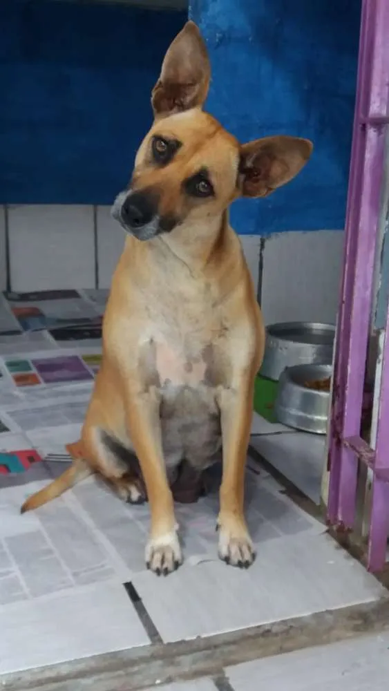 Cachorro ra a SRD idade 3 anos nome Florinda e Dexter 