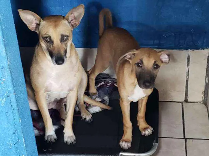 Cachorro ra a SRD idade 3 anos nome Florinda e Dexter 