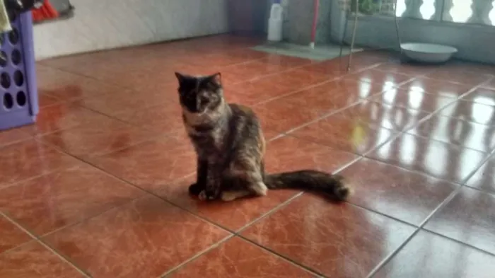 Gato ra a vira lata idade 7 a 11 meses nome Ferrugem