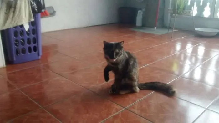 Gato ra a vira lata idade 7 a 11 meses nome Ferrugem