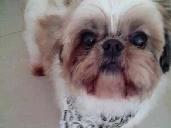 Cachorro raça Shitzu idade 5 anos nome Charlie