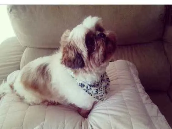 Cachorro raça Shitzu idade 5 anos nome Charlie