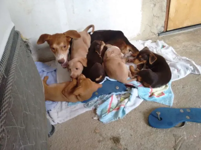 Cachorro ra a Pincher com vira lata idade  nome Lindas