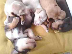 Cachorro raça Pincher com vira lata idade  nome Lindas