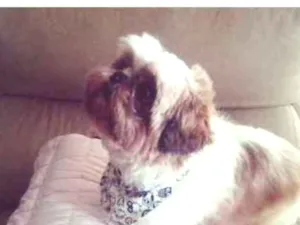 Cachorro raça Shitzu idade 5 anos nome Charlie