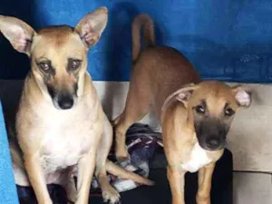 Cachorro raça SRD idade 3 anos nome Florinda e Dexter 