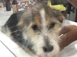 Cachorro raça SRD idade 7 a 11 meses nome Maya