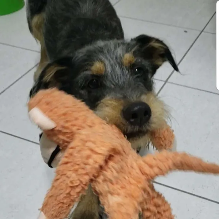 Cachorro ra a SRD idade 7 a 11 meses nome BIDU 