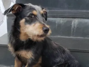Cachorro raça SRD idade 7 a 11 meses nome BIDU 