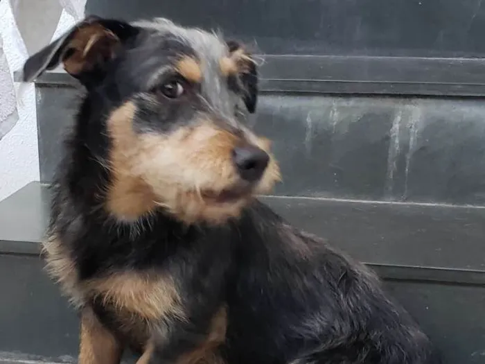 Cachorro ra a SRD idade 7 a 11 meses nome BIDU 