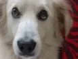 Hachi