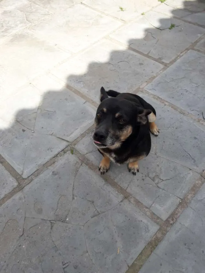Cachorro ra a Vira lata com salchisa idade 5 anos nome Maxvi