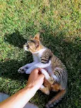 Tininha