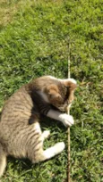 Tininha