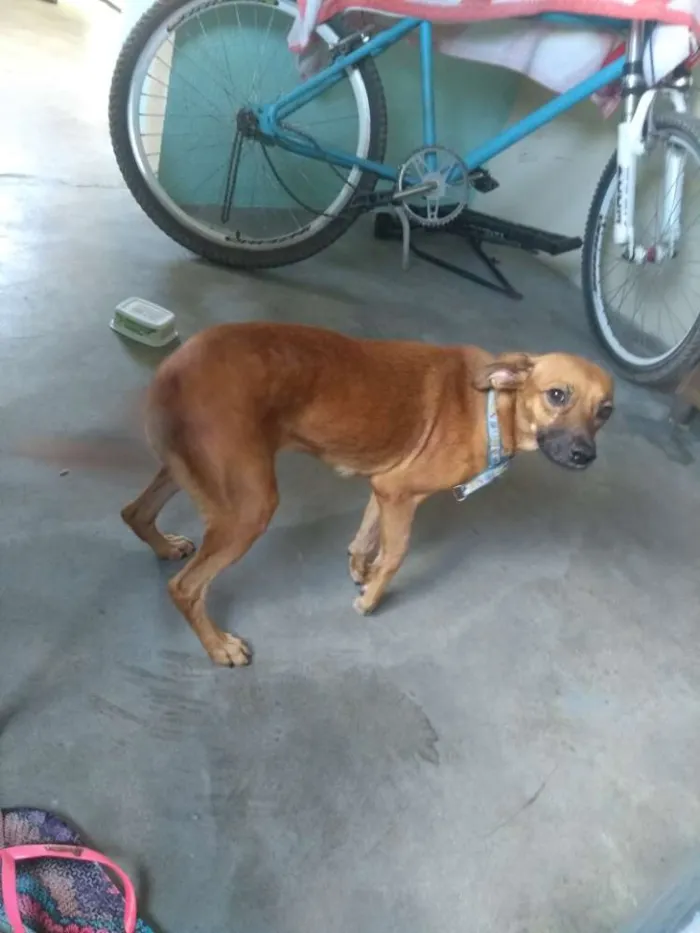 Cachorro ra a Vira lata idade 2 anos nome Xena