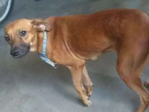 Cachorro ra a Vira lata idade 2 anos nome Xena