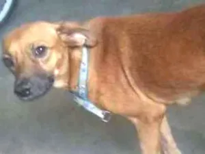 Cachorro raça Vira lata idade 2 anos nome Xena