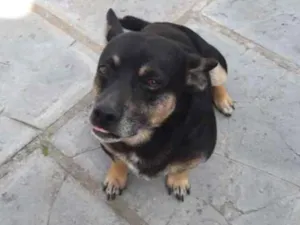 Cachorro raça Vira lata com salchisa idade 5 anos nome Maxvi