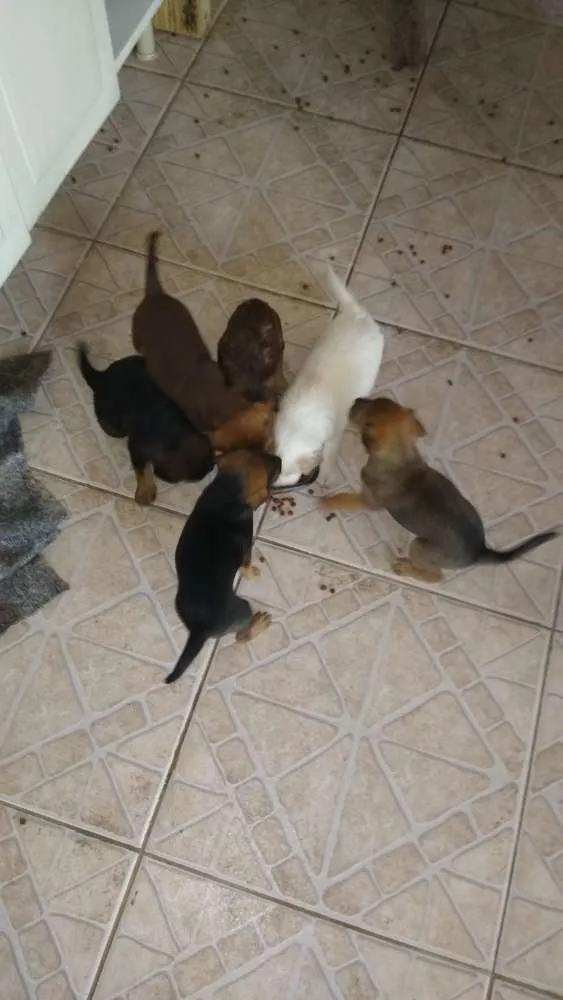 Cachorro raça Vira-lata idade Abaixo de 2 meses nome Seis filhotes