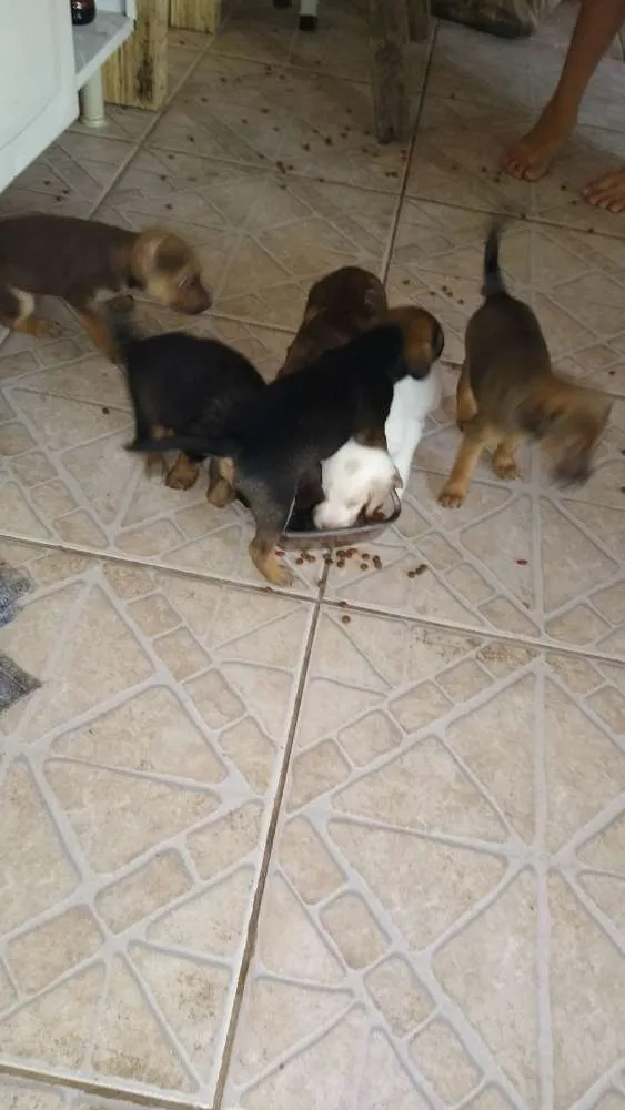 Cachorro raça Vira-lata idade Abaixo de 2 meses nome Seis filhotes