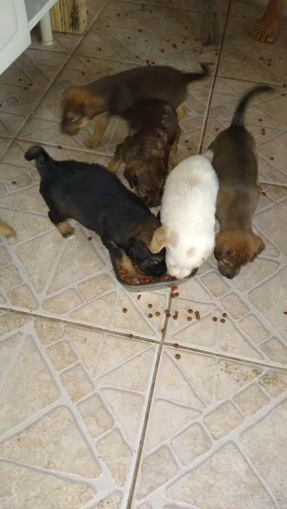 Cachorro raça Vira-lata idade Abaixo de 2 meses nome Seis filhotes