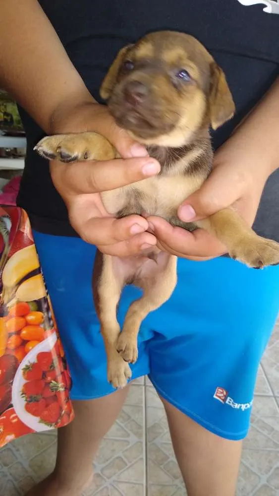 Cachorro raça Vira-lata idade Abaixo de 2 meses nome Seis filhotes