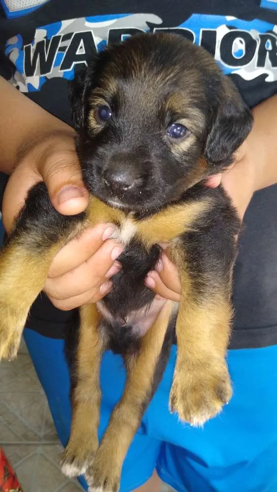 Cachorro raça Vira-lata idade Abaixo de 2 meses nome Seis filhotes