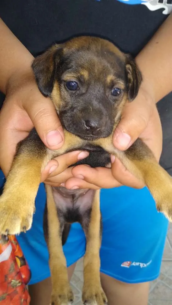 Cachorro raça Vira-lata idade Abaixo de 2 meses nome Seis filhotes