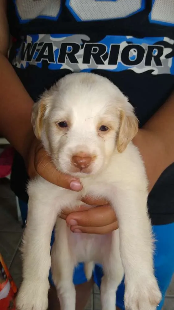 Cachorro raça Vira-lata idade Abaixo de 2 meses nome Seis filhotes