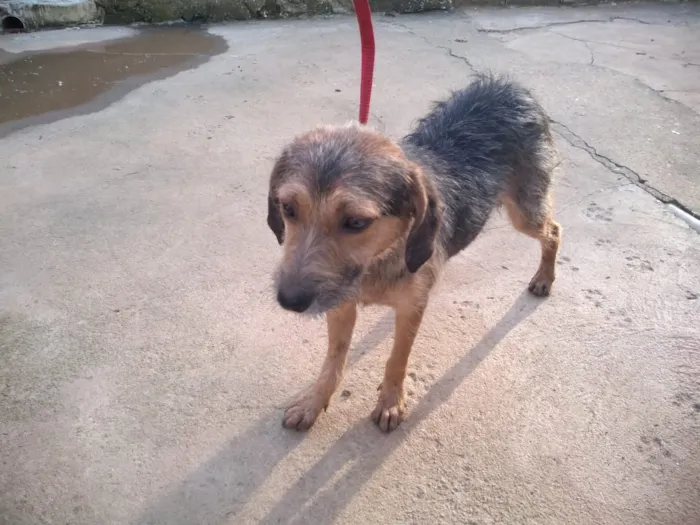 Cachorro ra a srd idade 2 anos nome CLARINHA