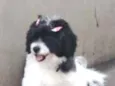 Bella
