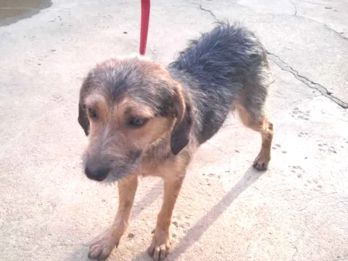 Cachorro ra a srd idade 2 anos nome CLARINHA