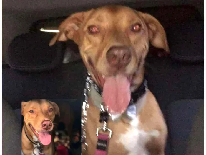 Cachorro raça SRD idade 1 ano nome LUCKY