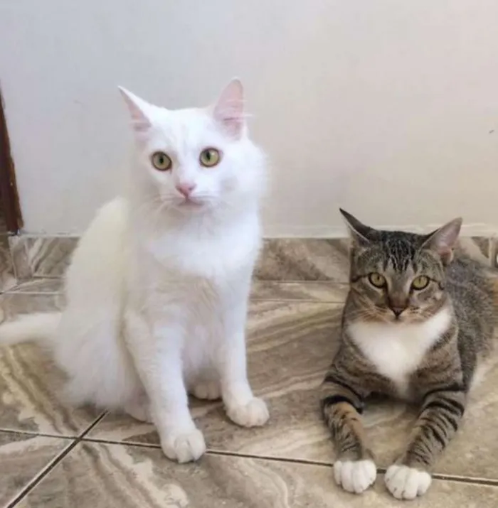 Gato ra a SRD idade 2 anos nome SKY e SABRINA