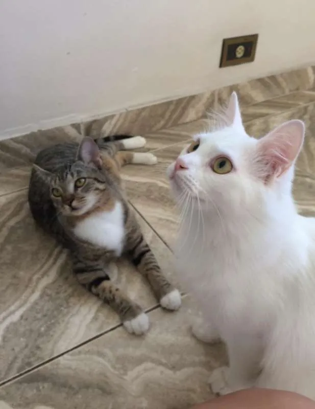 Gato ra a SRD idade 2 anos nome SKY e SABRINA