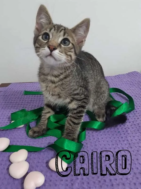 Gato ra a SRD idade 2 a 6 meses nome Cairo