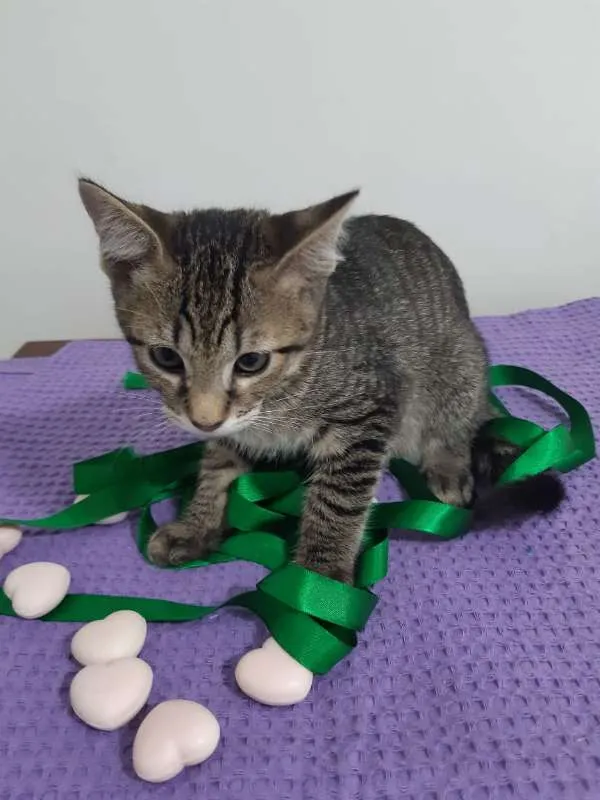 Gato ra a SRD idade 2 a 6 meses nome Cairo